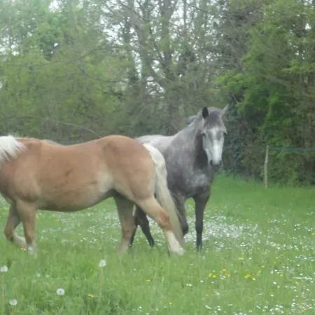 Les 2 Madeleine 3* Saint-Saturnin-du-Bois